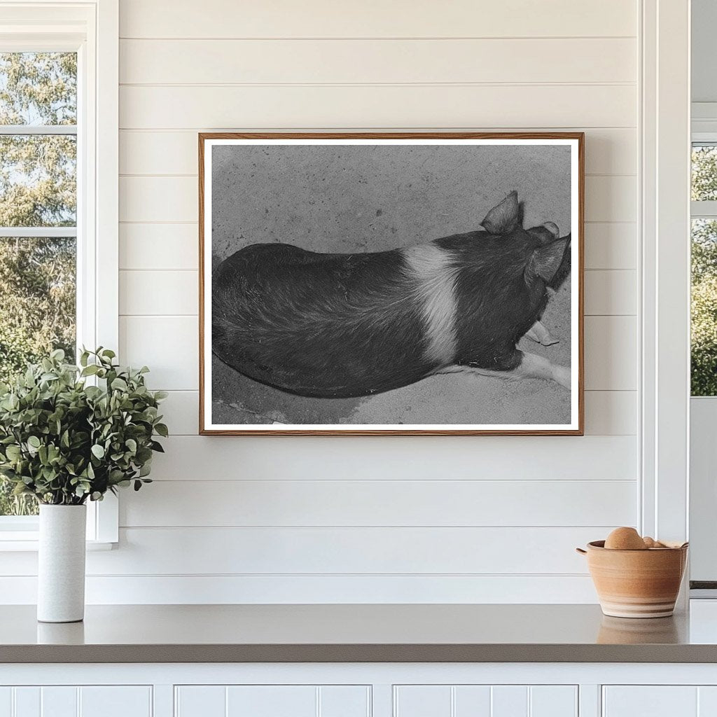 Hog Farming at Casa Grande Farms Arizona February 1942