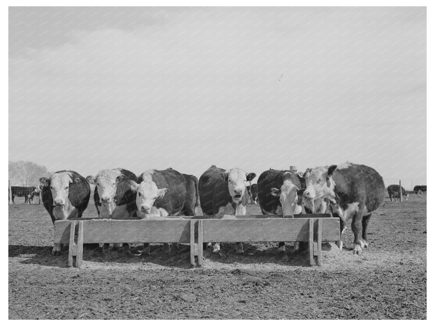 Beef Cattle at Casa Grande Farms Arizona February 1942