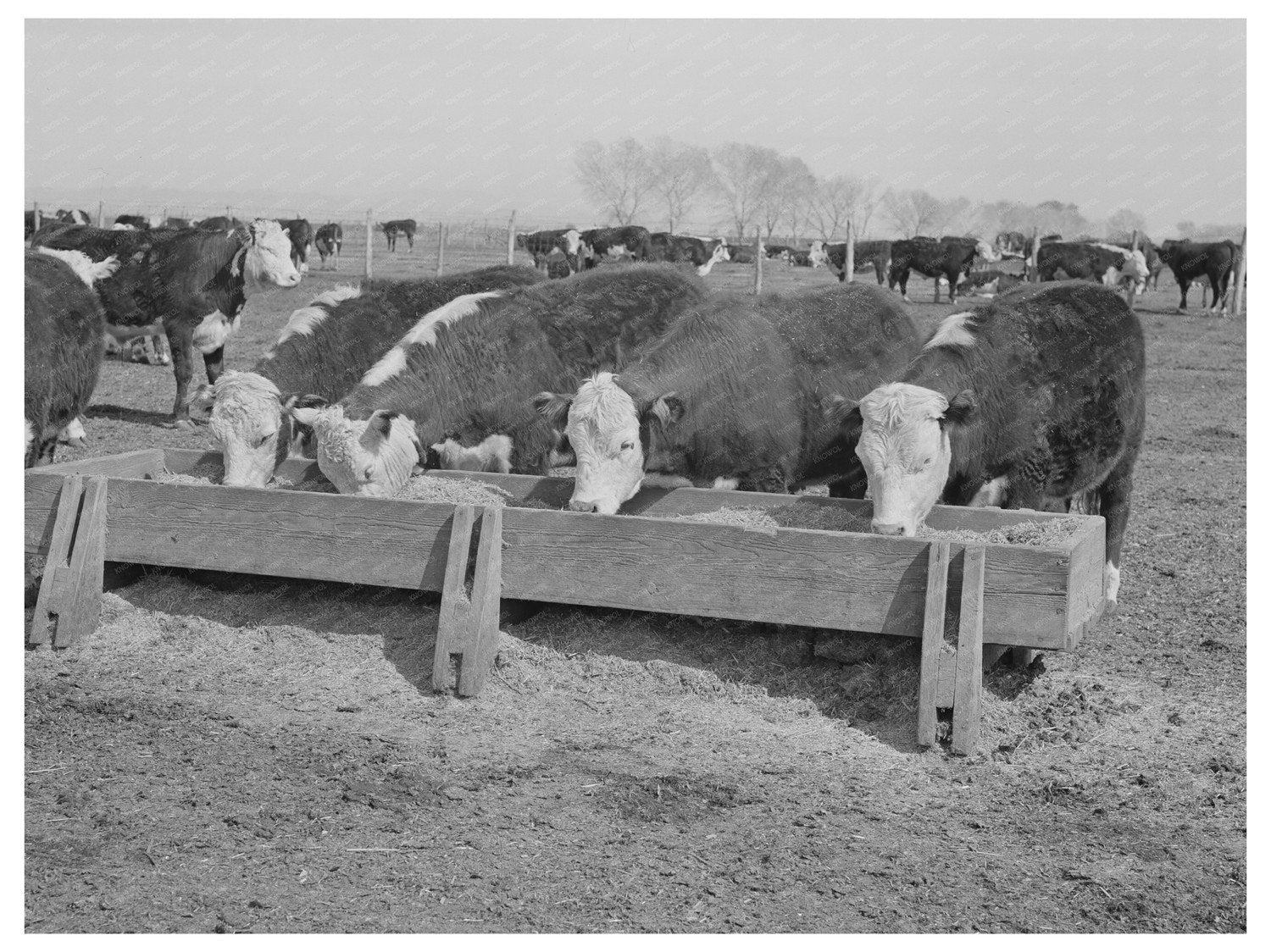 Beef Cattle Feeding Lot Casa Grande Farms February 1942