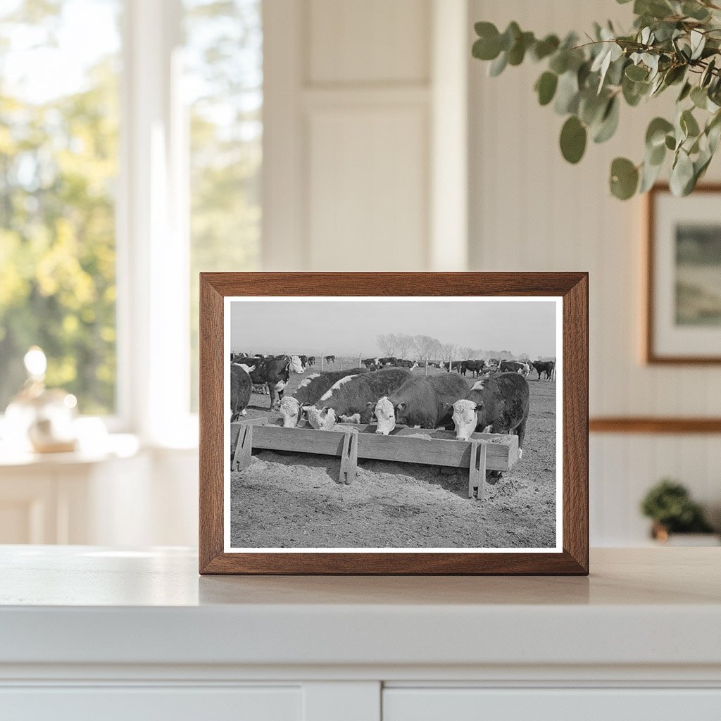 Beef Cattle Feeding Lot Casa Grande Farms February 1942