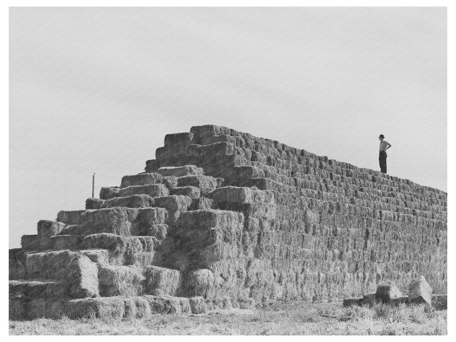 Baled Hay at Casa Grande Farms Arizona February 1942