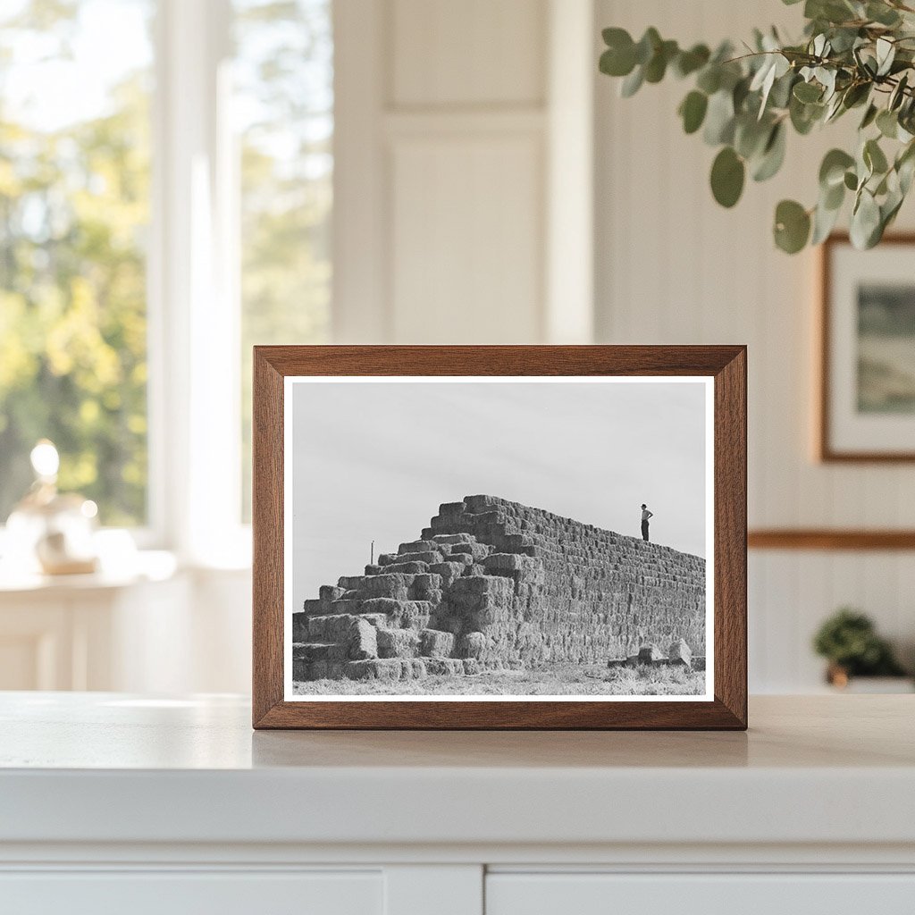 Baled Hay at Casa Grande Farms Arizona February 1942