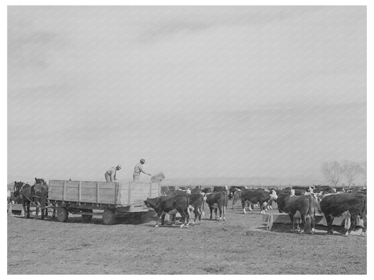 Feeding Beef Cattle at Casa Grande Farms Arizona 1942