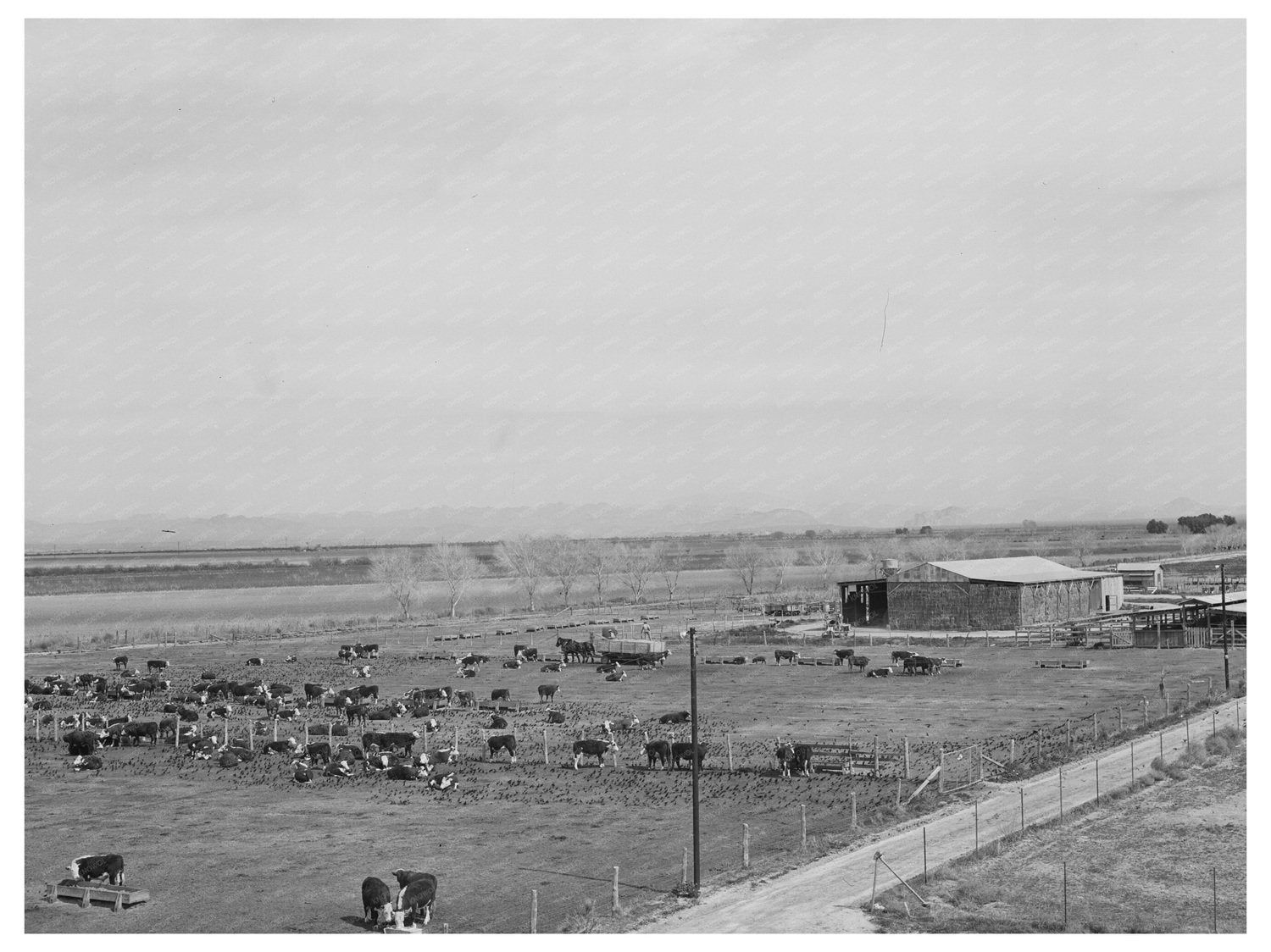 Beef Cattle Feeding Lot Casa Grande Farms 1942