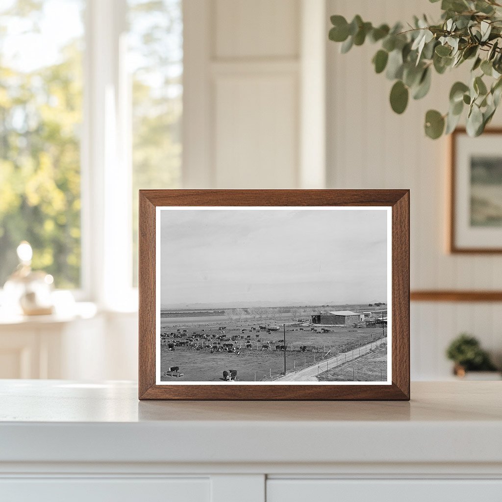 Beef Cattle Feeding Lot Casa Grande Farms 1942