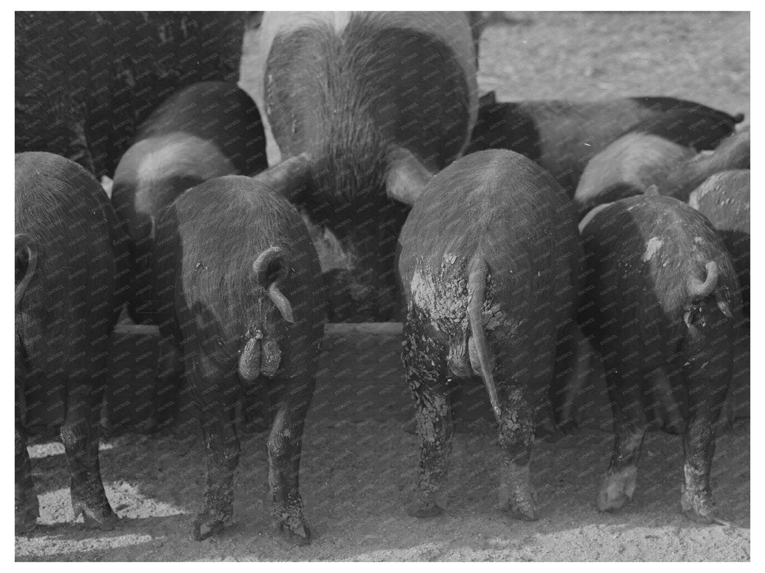 Pigs at Feed Trough Coolidge Arizona February 1942