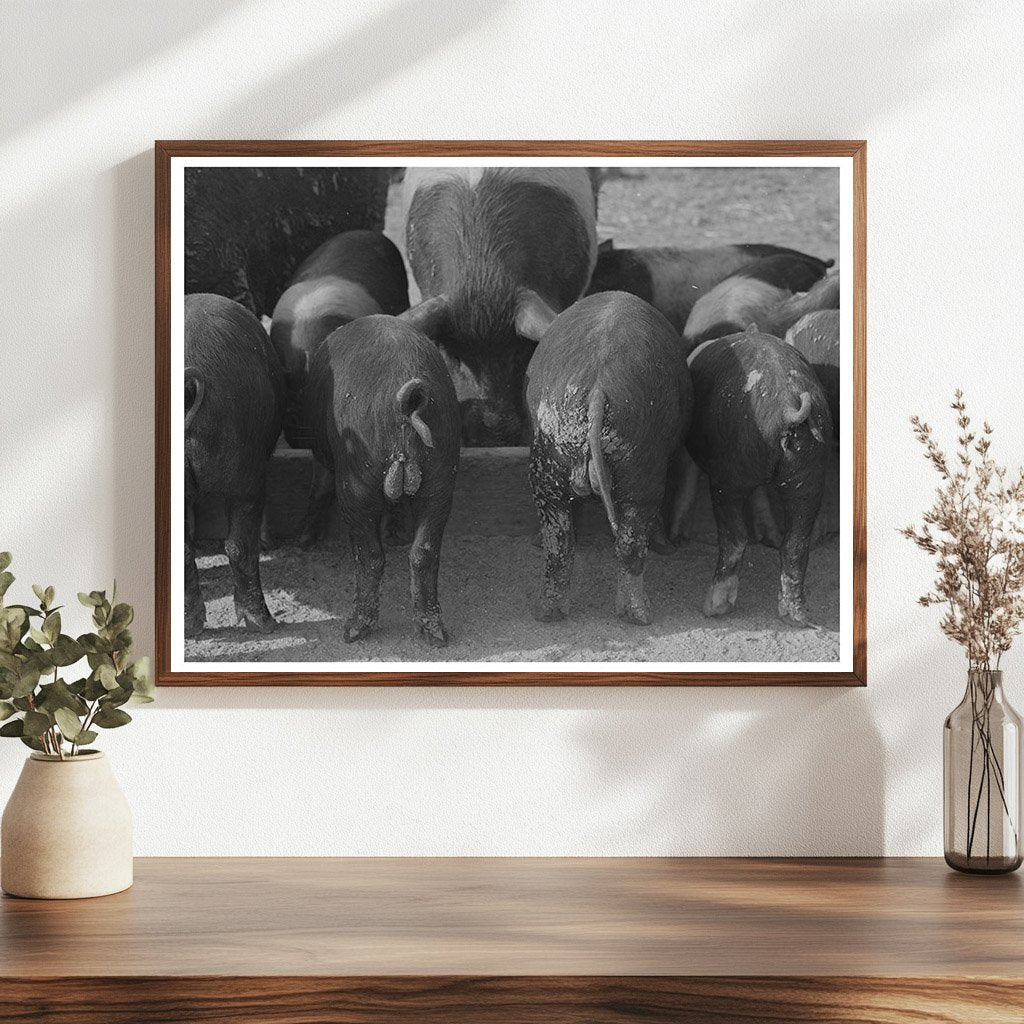 Pigs at Feed Trough Coolidge Arizona February 1942