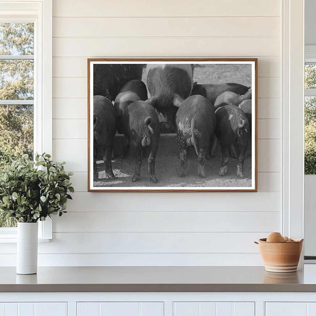 Pigs at Feed Trough Coolidge Arizona February 1942