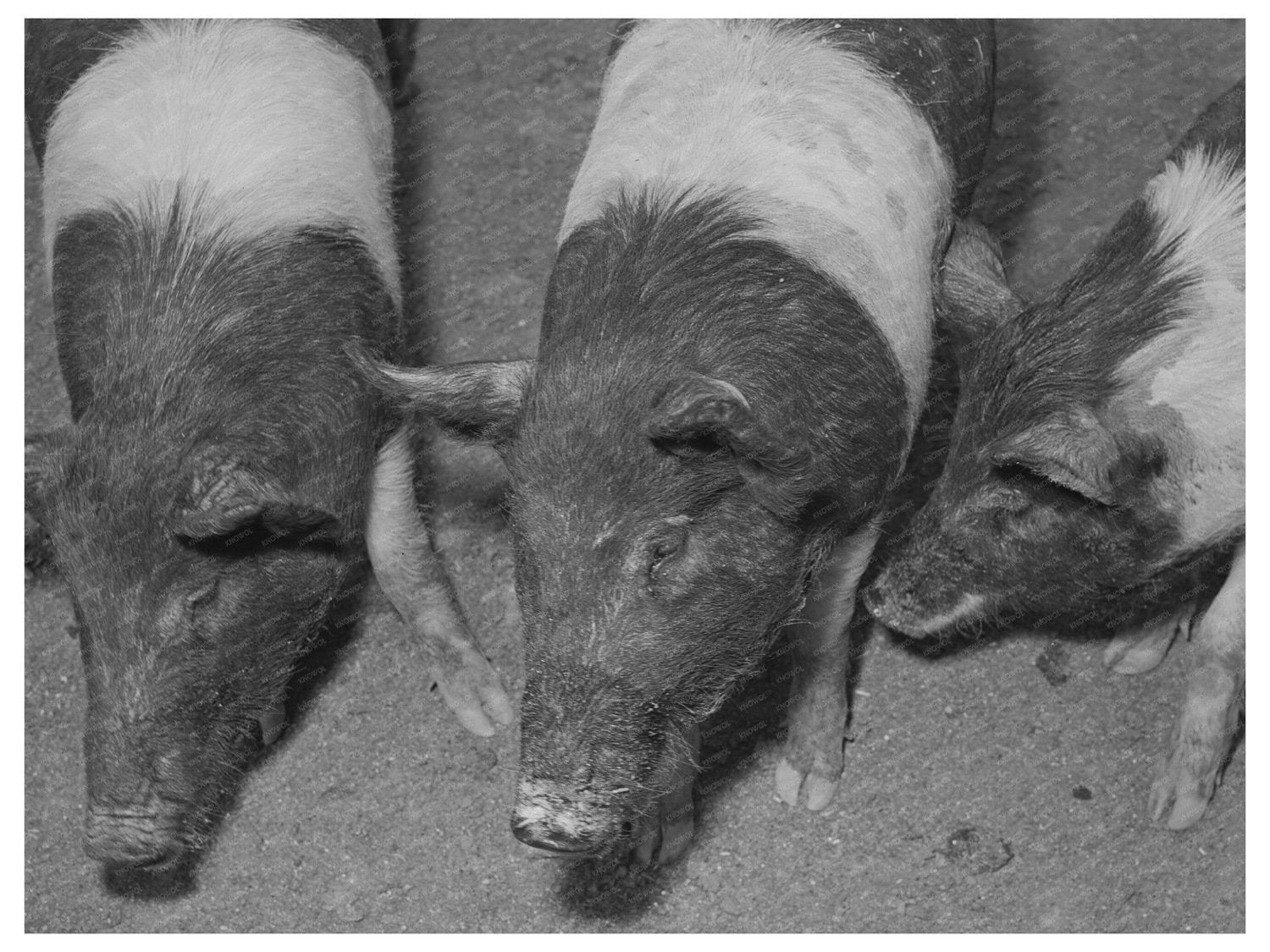Pigs at Casa Grande Farms February 1942 Arizona