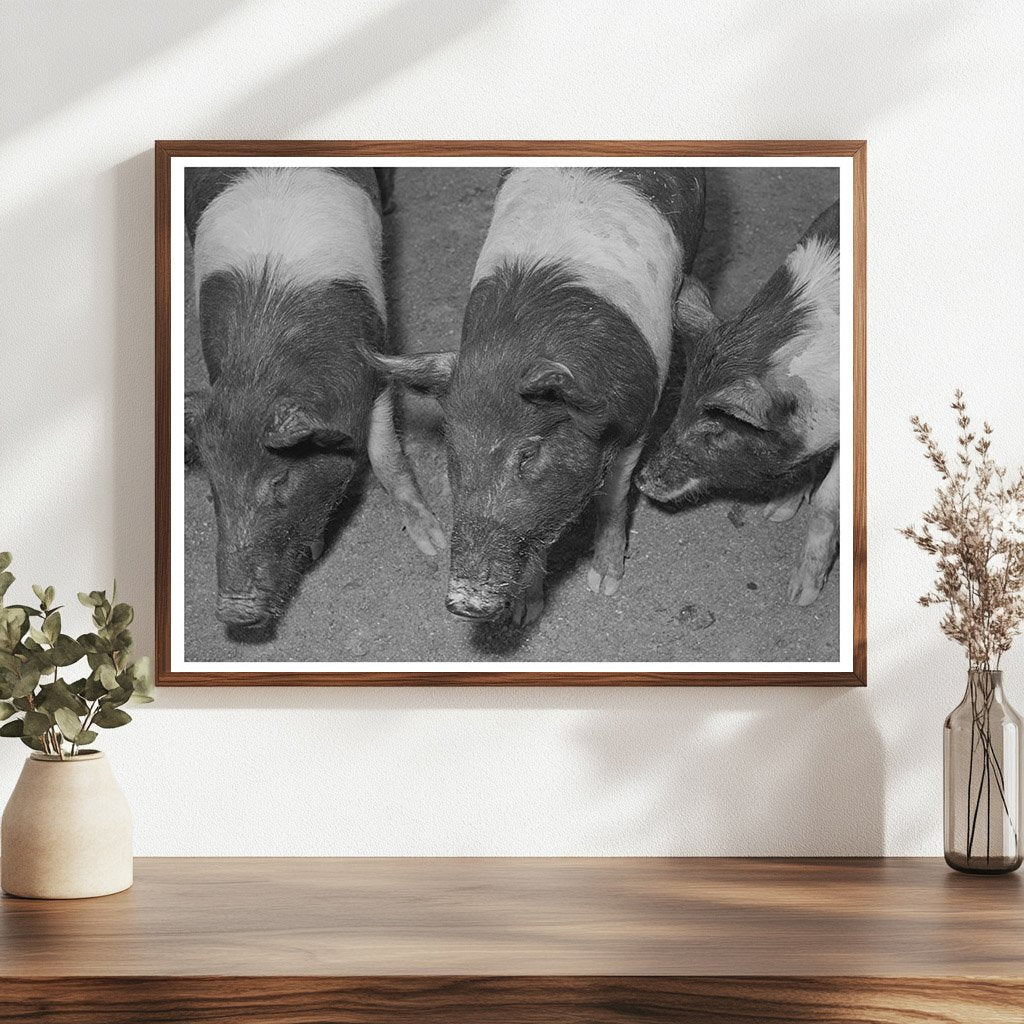 Pigs at Casa Grande Farms February 1942 Arizona