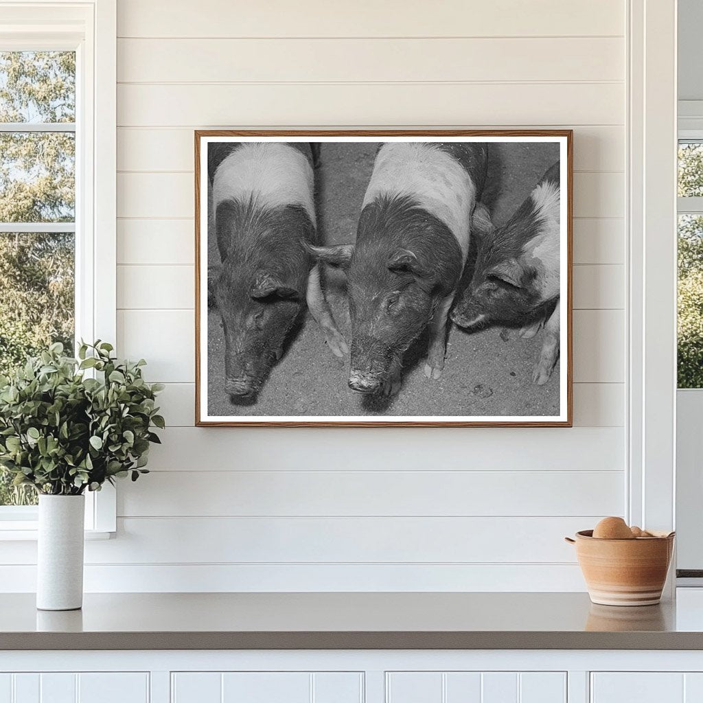 Pigs at Casa Grande Farms February 1942 Arizona