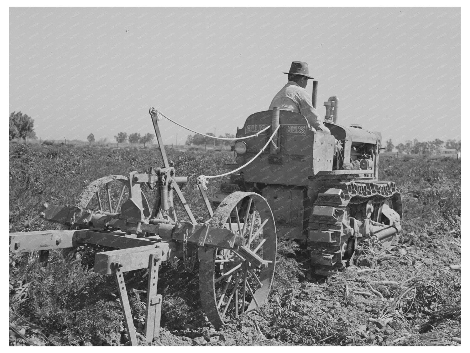 Carrot Harvesting in Yuma County Arizona 1942