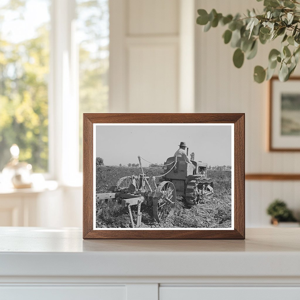 Carrot Harvesting in Yuma County Arizona 1942
