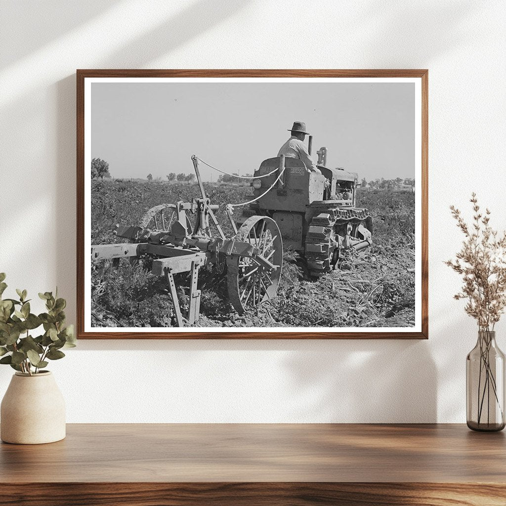 Carrot Harvesting in Yuma County Arizona 1942