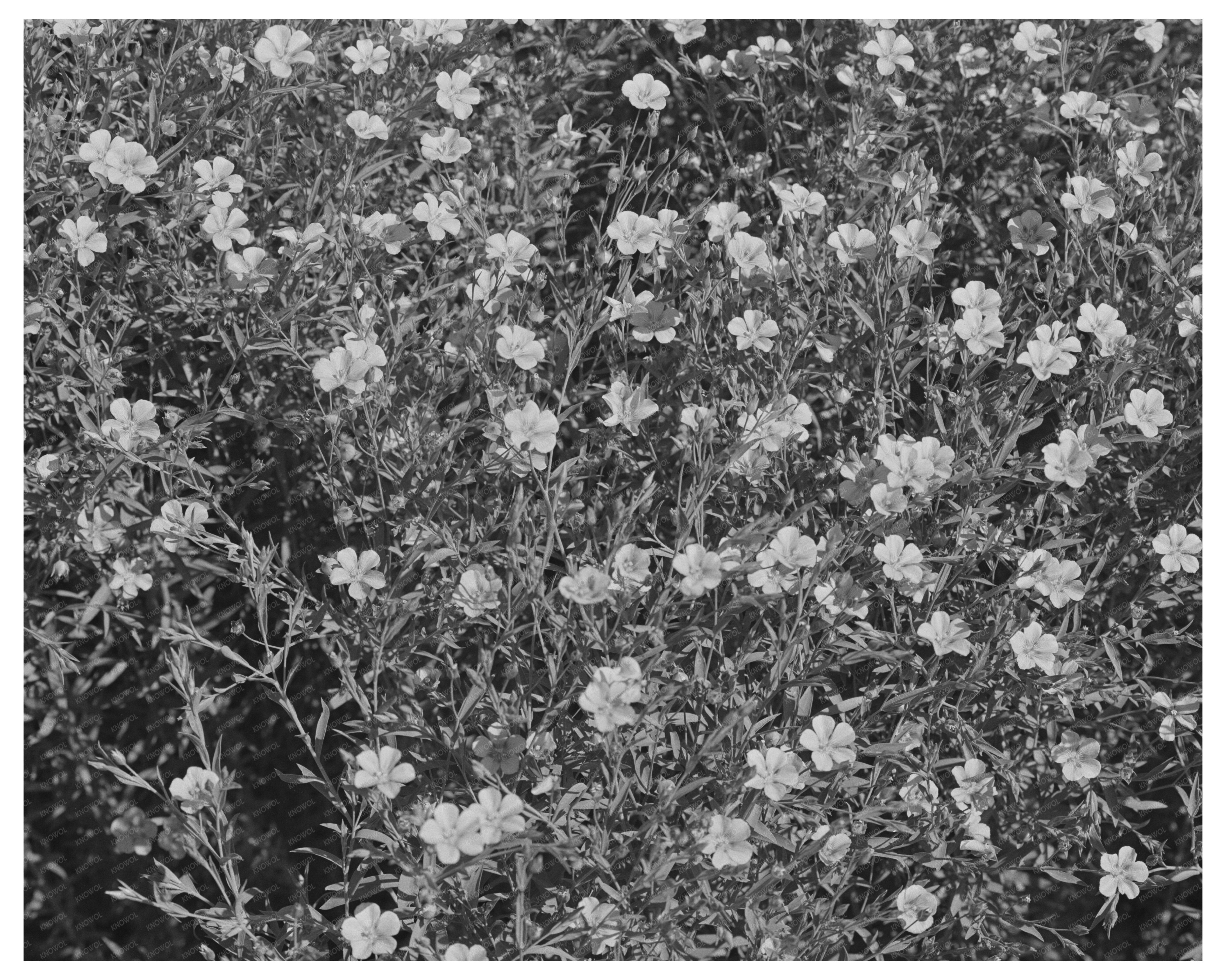 Blooming Flax Field Imperial County California March 1942