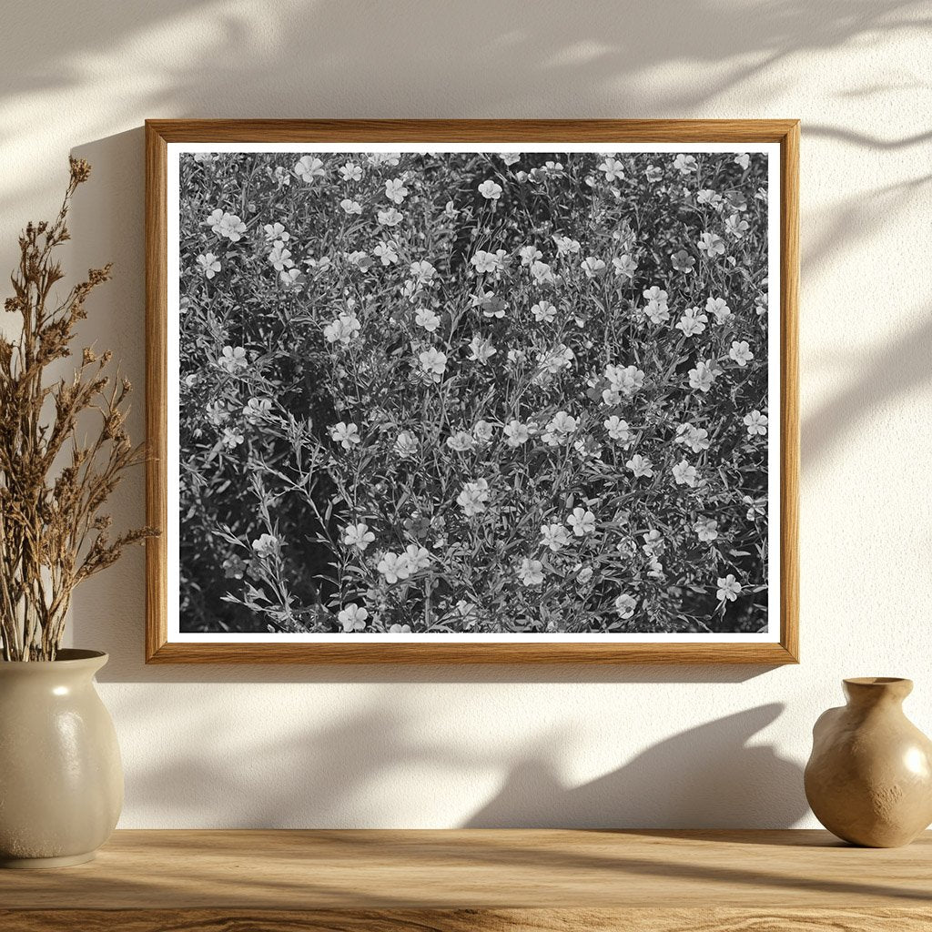 Blooming Flax Field Imperial County California March 1942