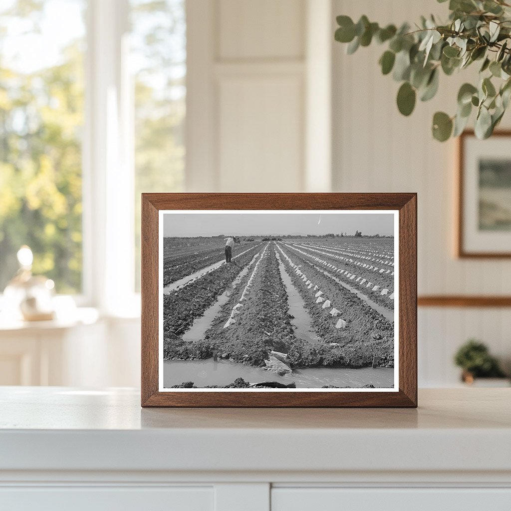 Vintage Melon Plants Under Paper Caps Imperial County 1942