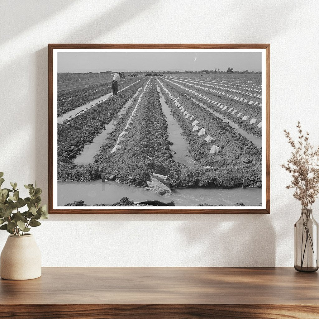 Vintage Melon Plants Under Paper Caps Imperial County 1942