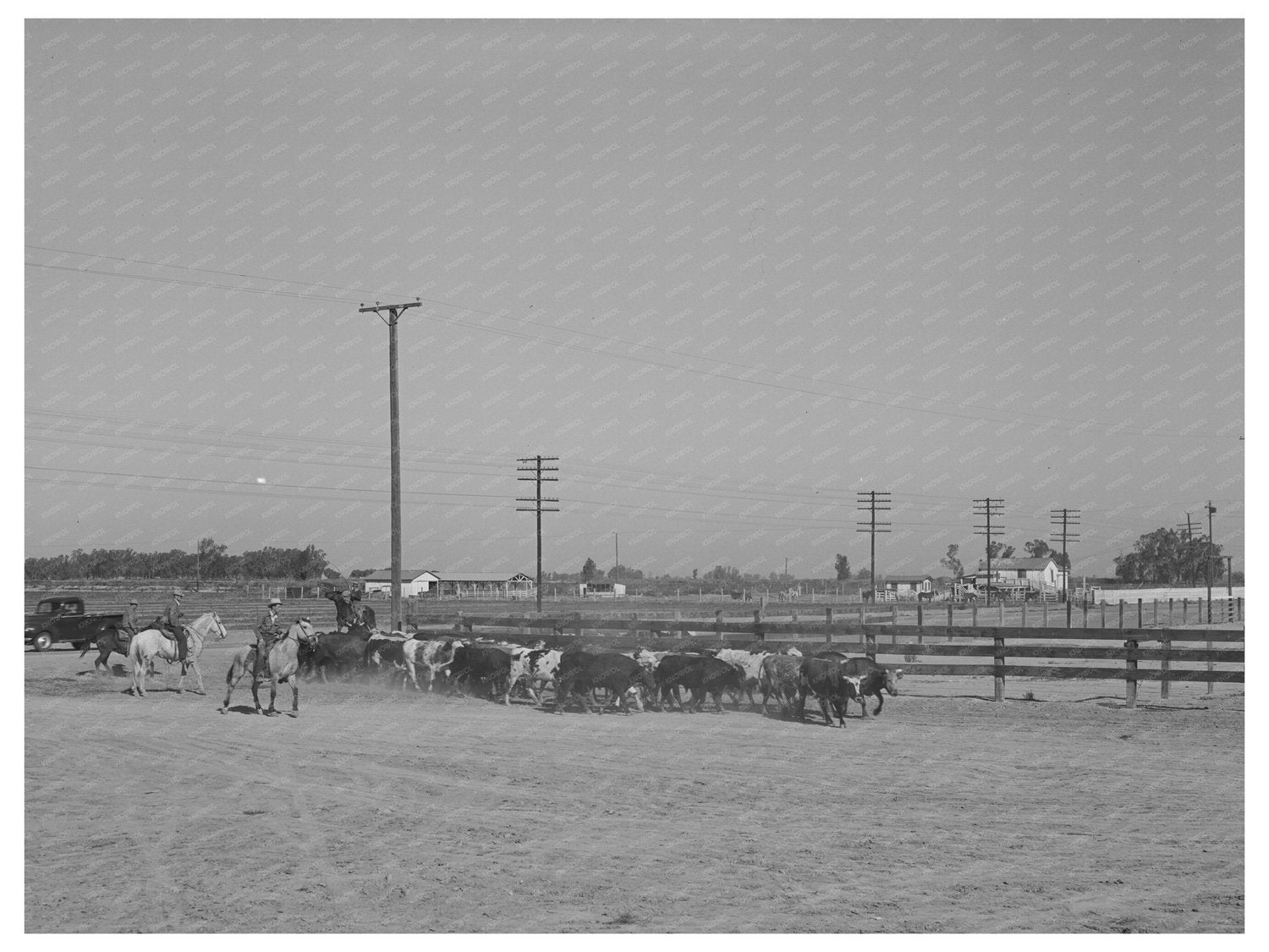 Herd of Cattle Driven to Market Imperial County March 1942
