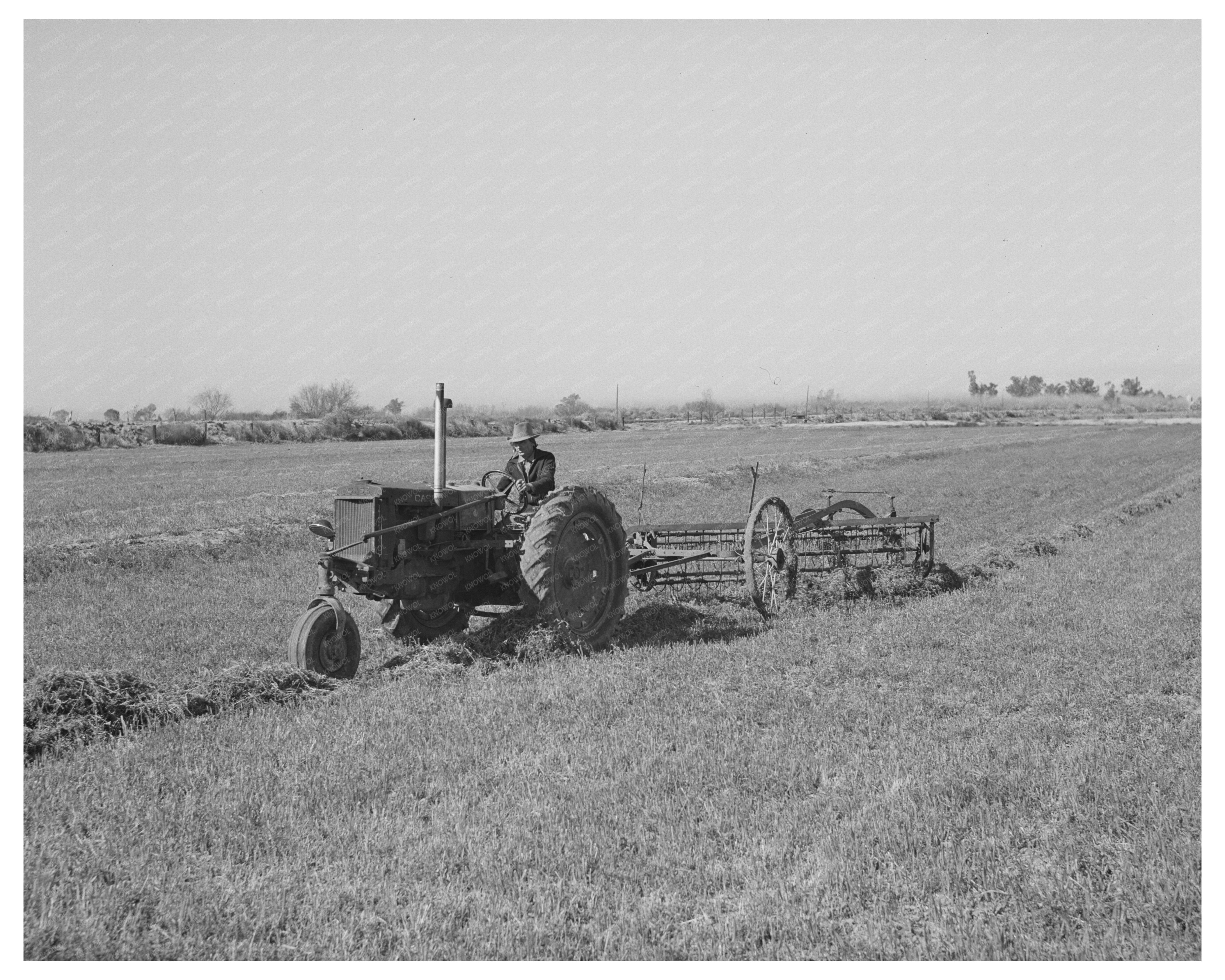 Raking Hay in Yuma County Arizona March 1942