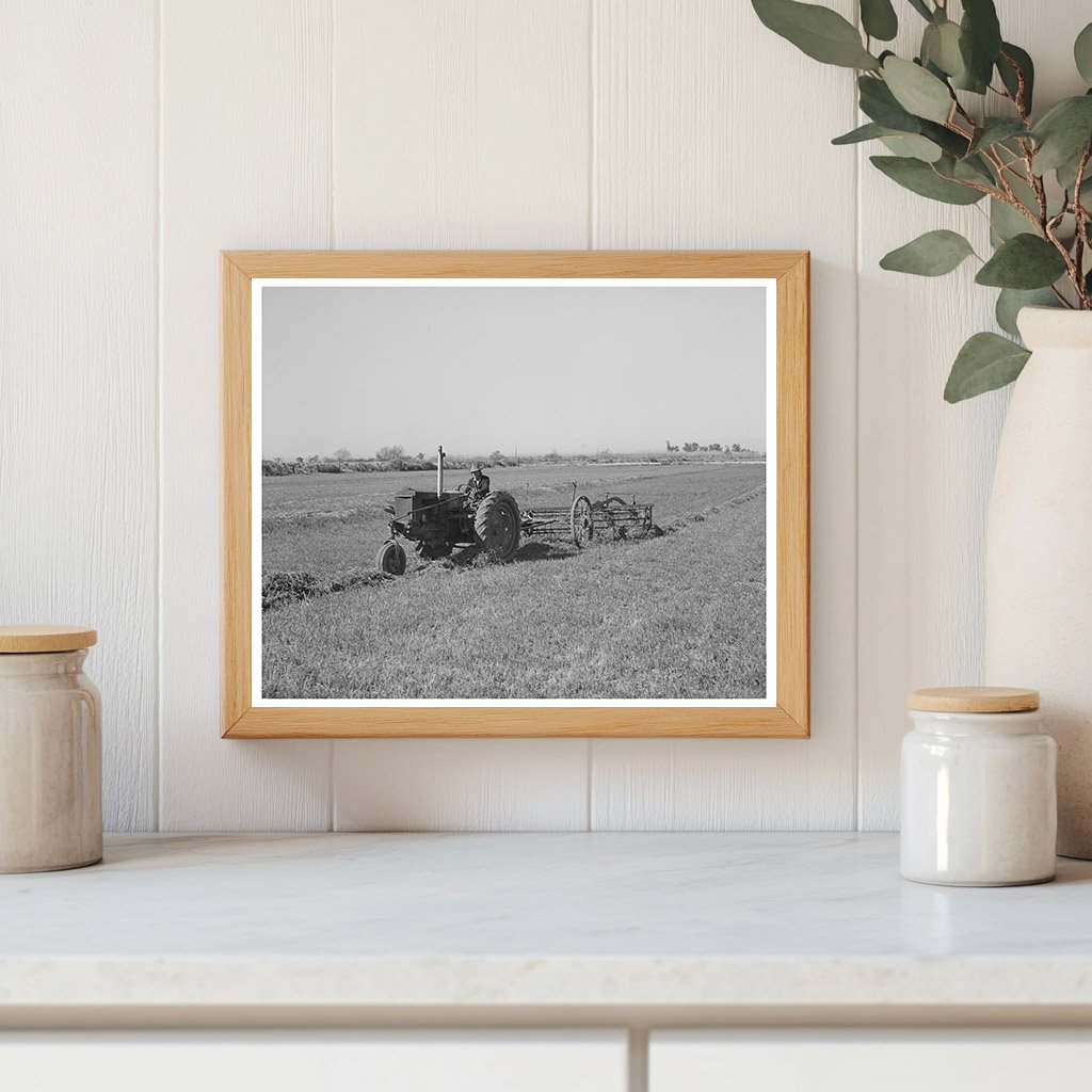 Raking Hay in Yuma County Arizona March 1942