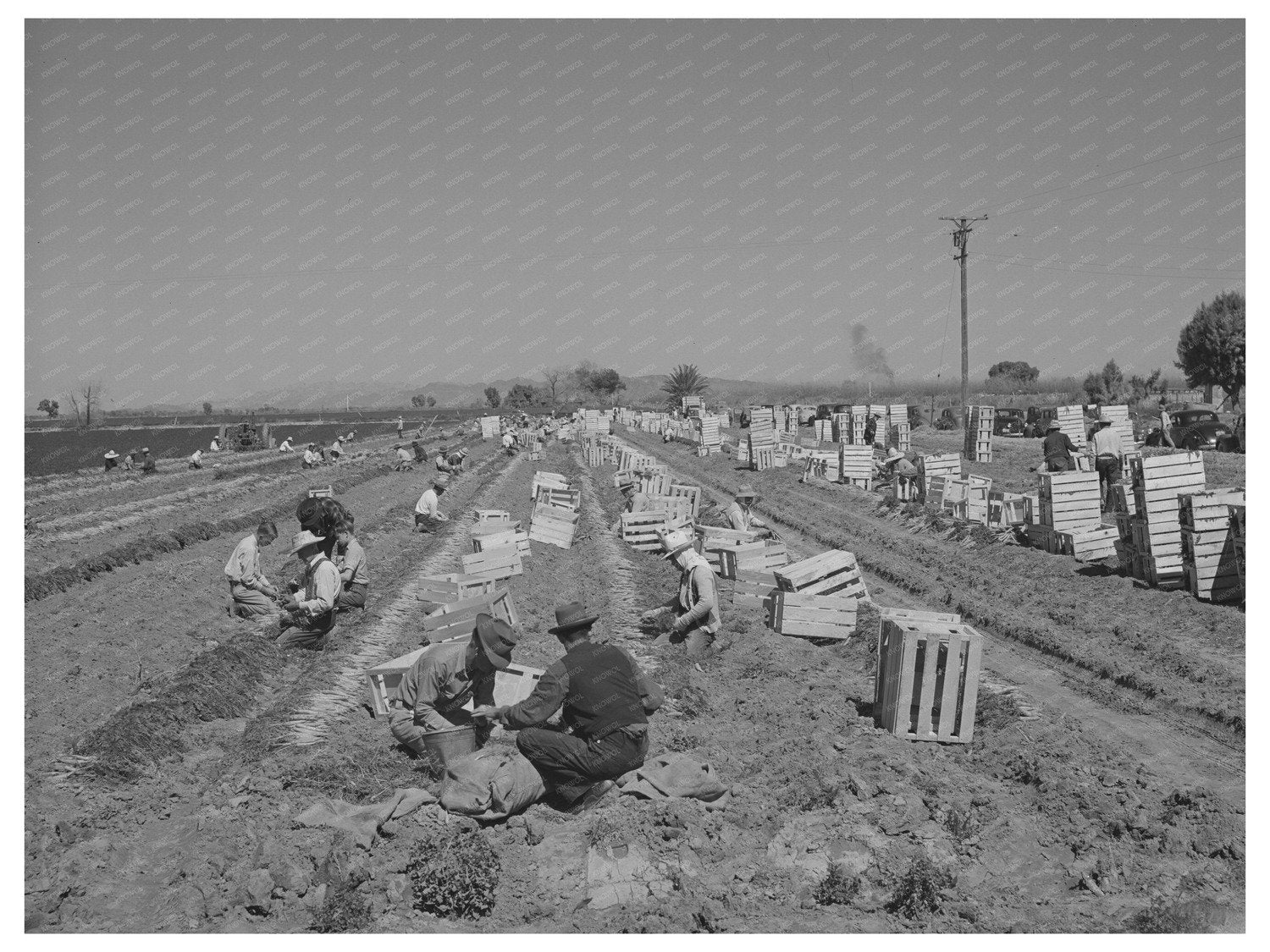 1942 Agricultural Workers Bunching Carrots in Arizona