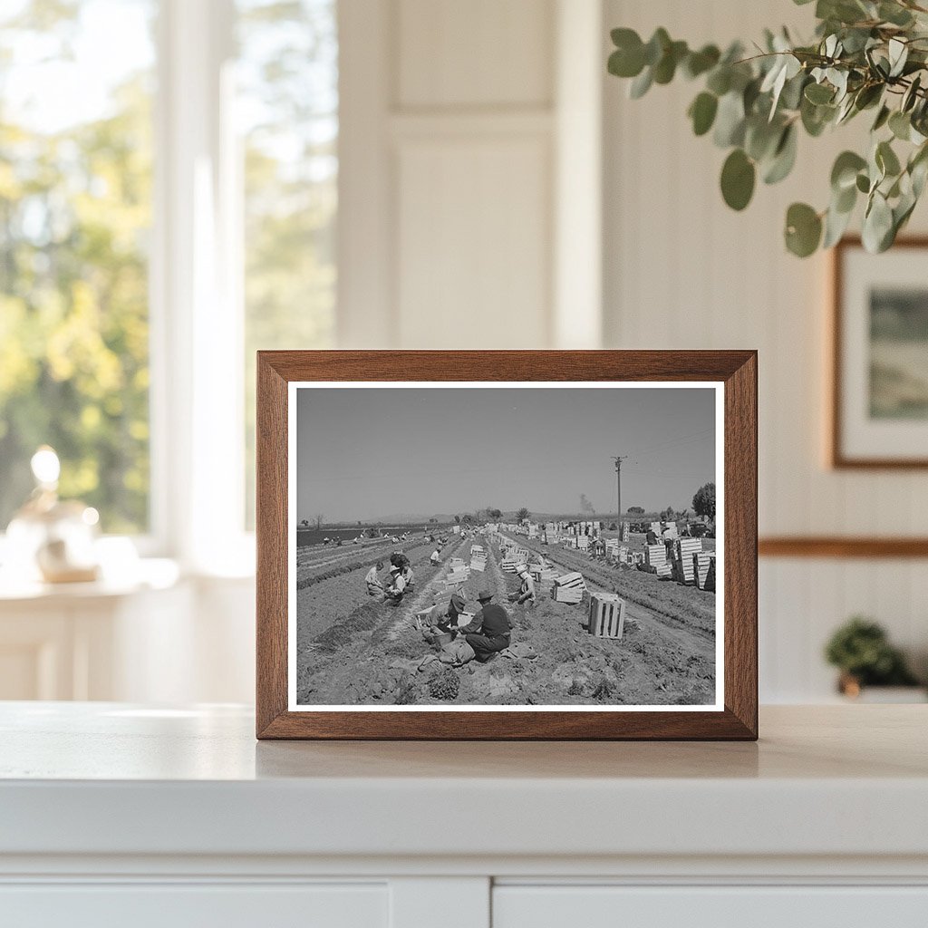 1942 Agricultural Workers Bunching Carrots in Arizona