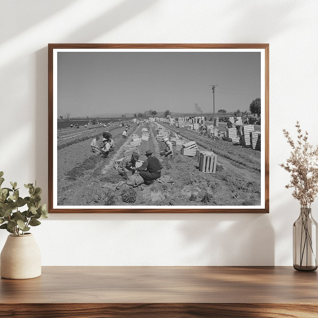 1942 Agricultural Workers Bunching Carrots in Arizona