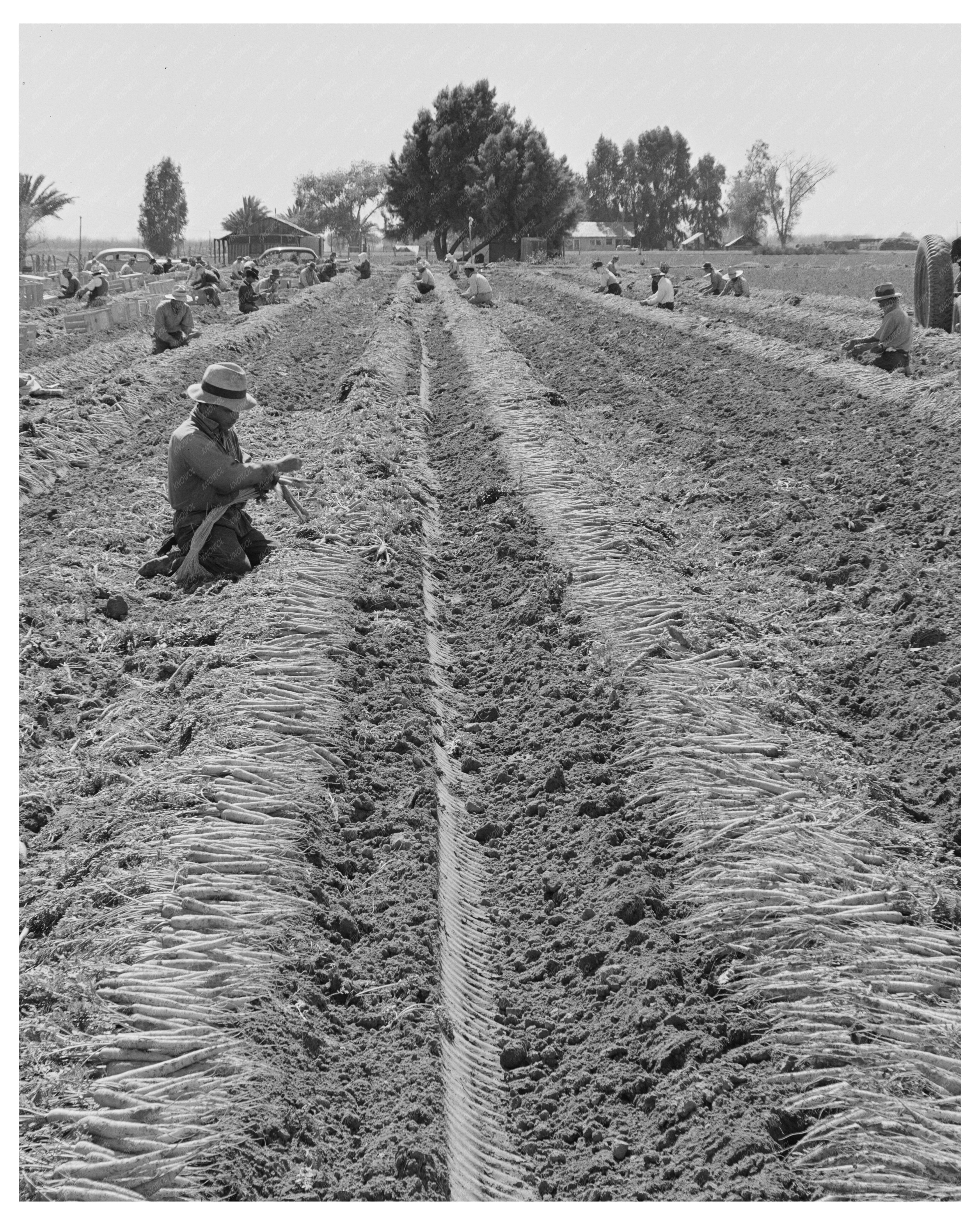 Yuma County Carrot Harvesting March 1942