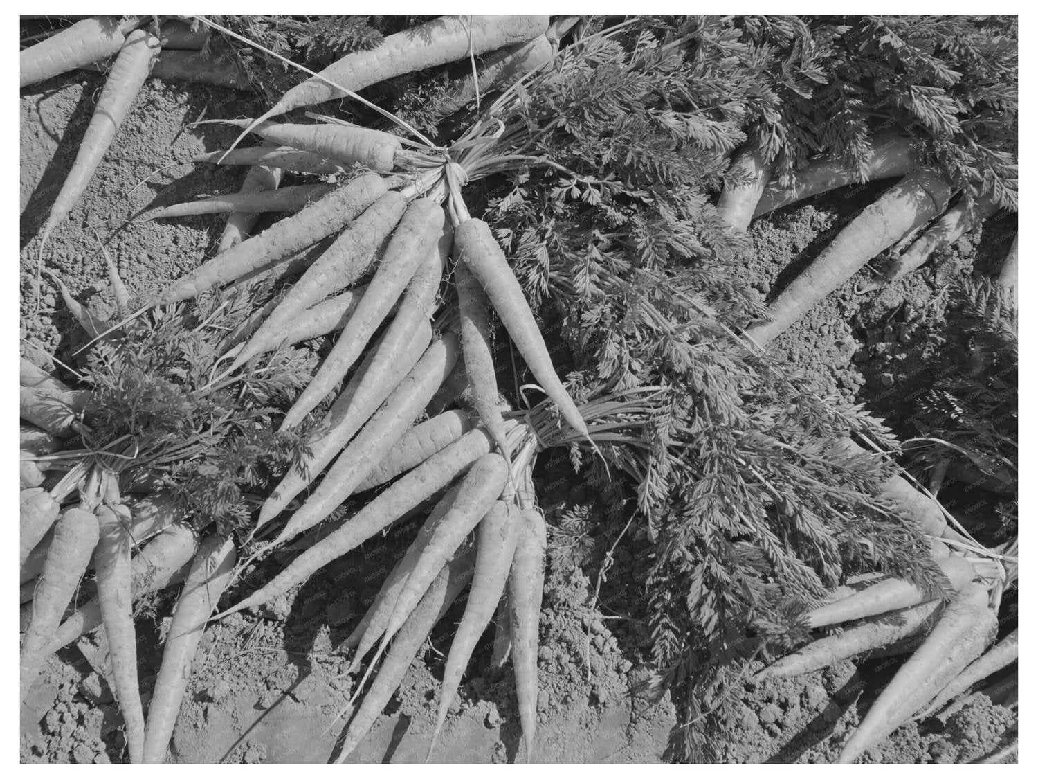Carrot Field in Yuma County Arizona March 1942
