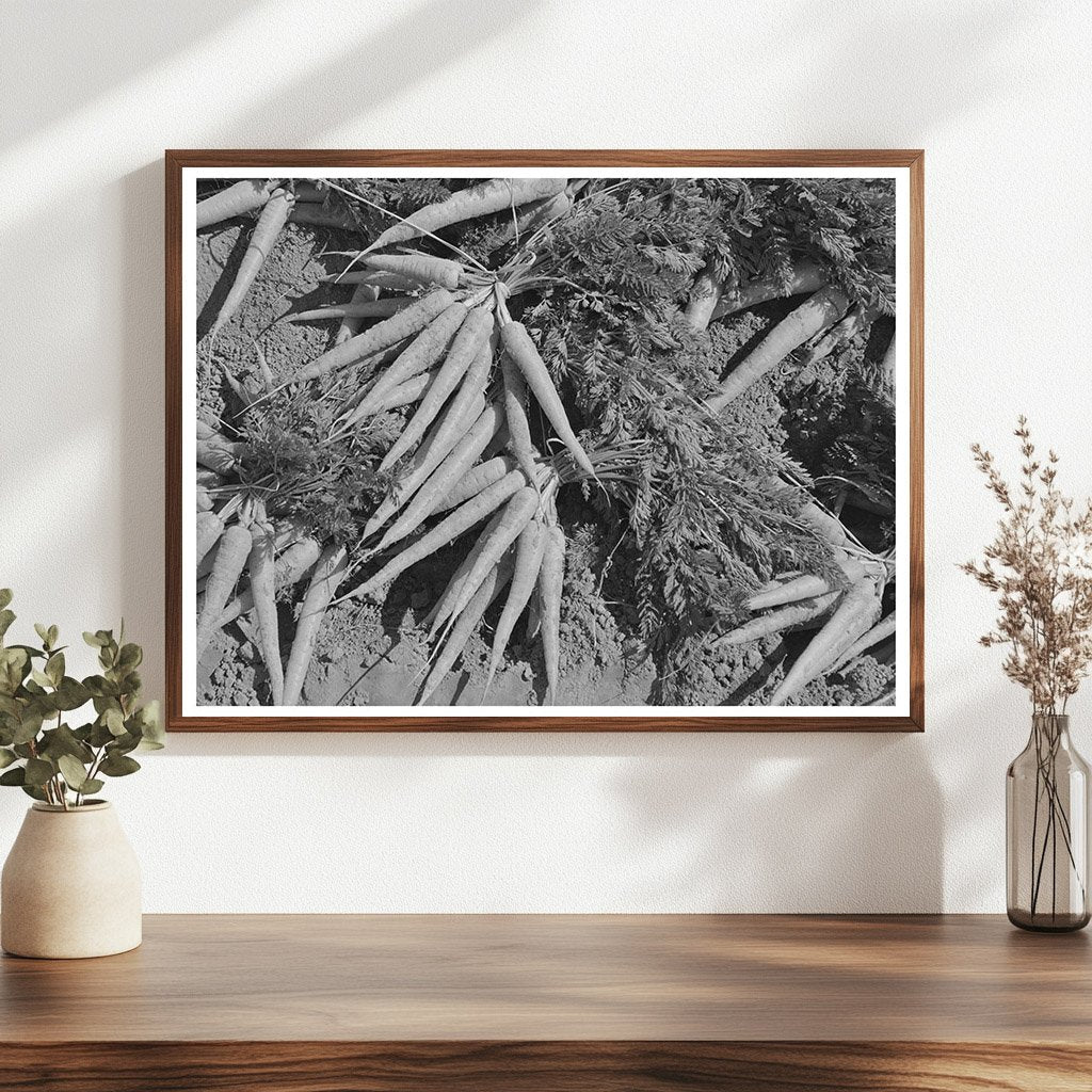 Carrot Field in Yuma County Arizona March 1942