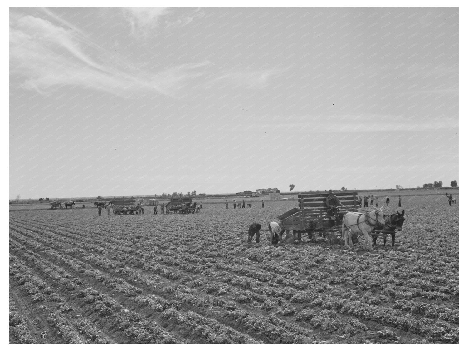 1942 Harvesting Lettuce in Yuma County Arizona