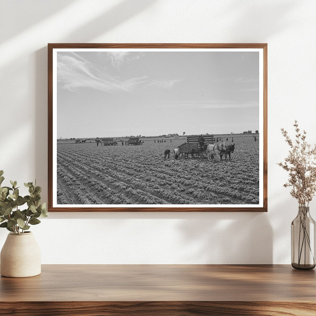 1942 Harvesting Lettuce in Yuma County Arizona