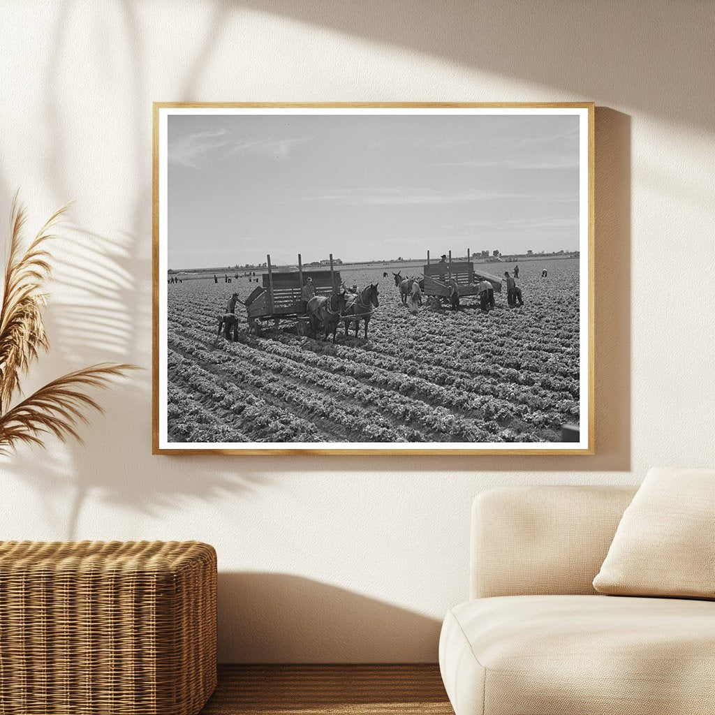1942 Yuma County Agricultural Workers Harvesting Lettuce