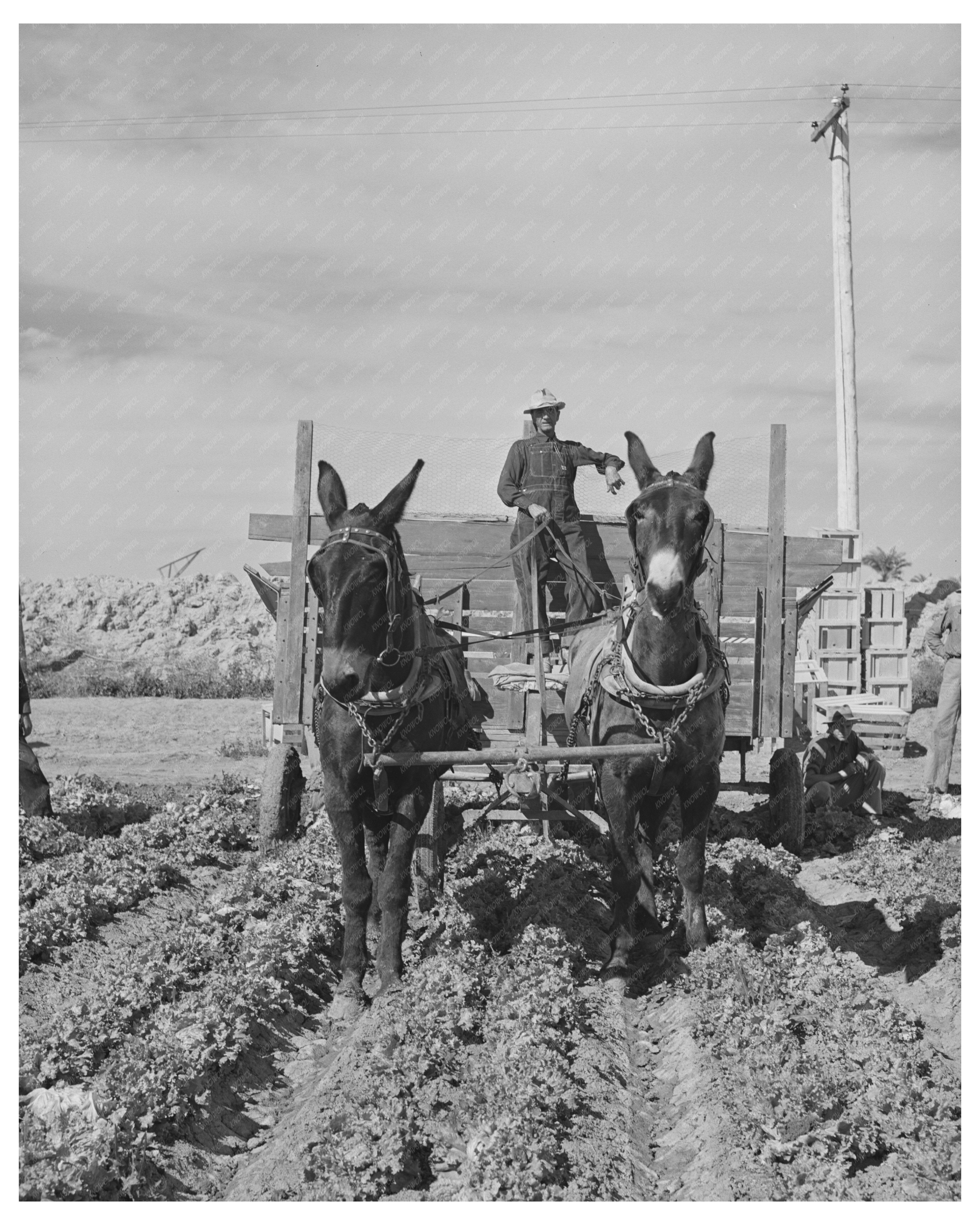 1942 Vintage Wagon in Yuma County Lettuce Field