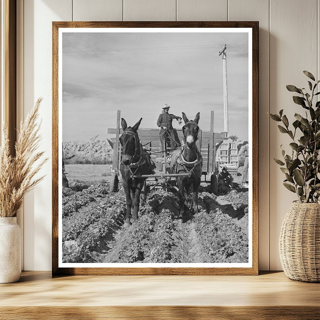1942 Vintage Wagon in Yuma County Lettuce Field