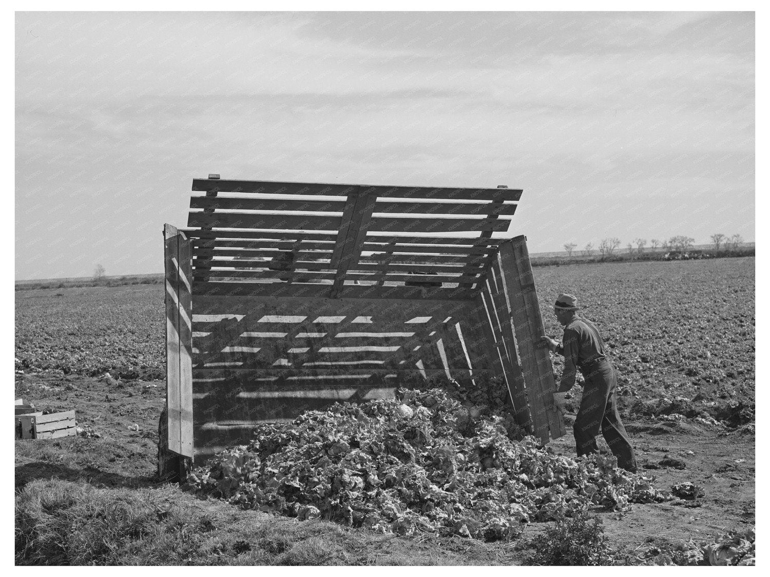 Workers Harvesting Lettuce in Yuma County Arizona 1942