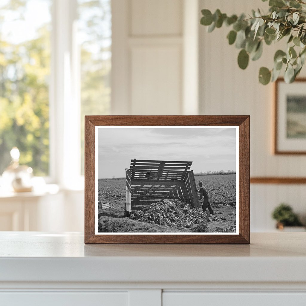 Workers Harvesting Lettuce in Yuma County Arizona 1942