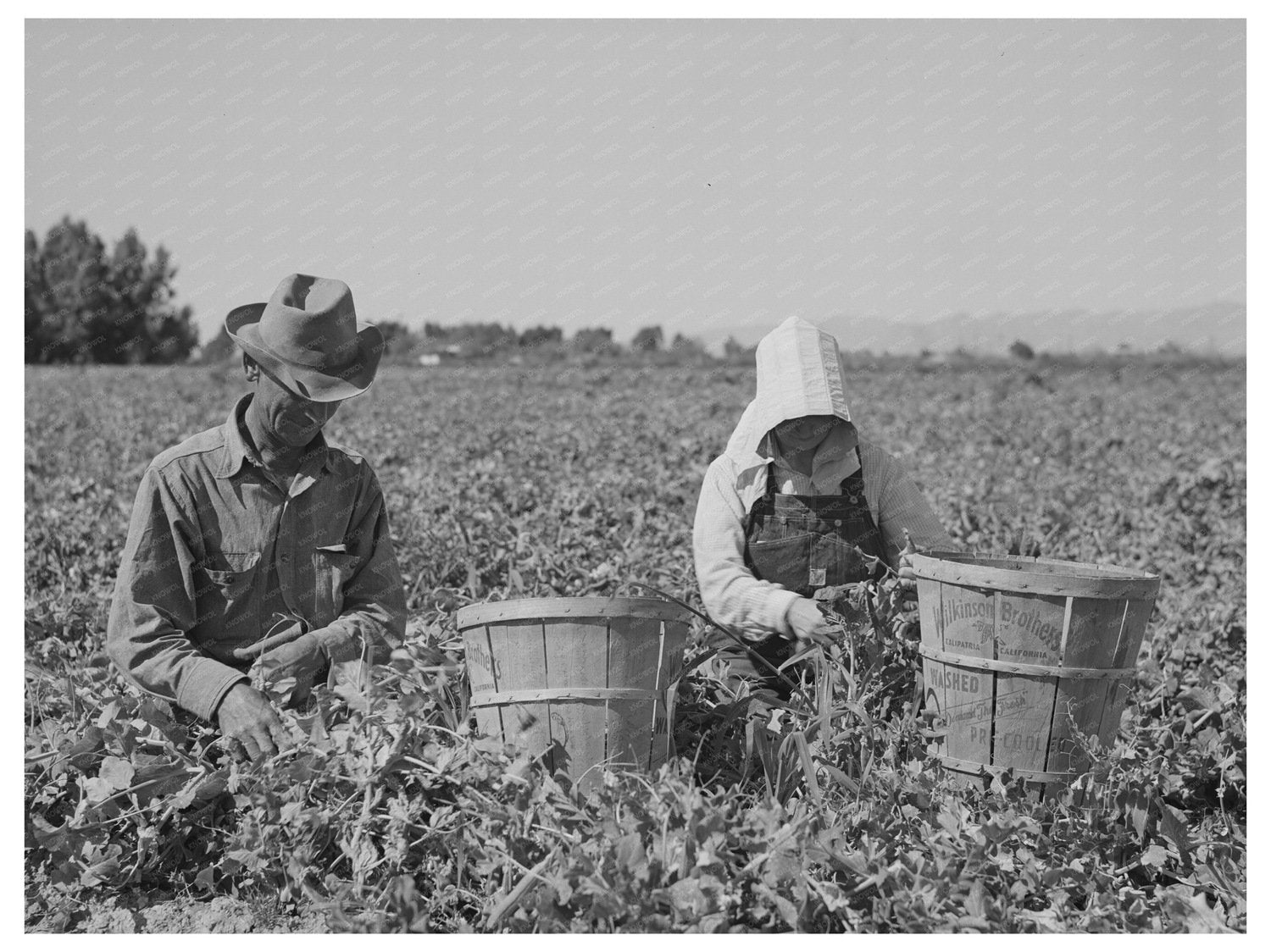 Agricultural Laborers Picking Peas Yuma County 1942