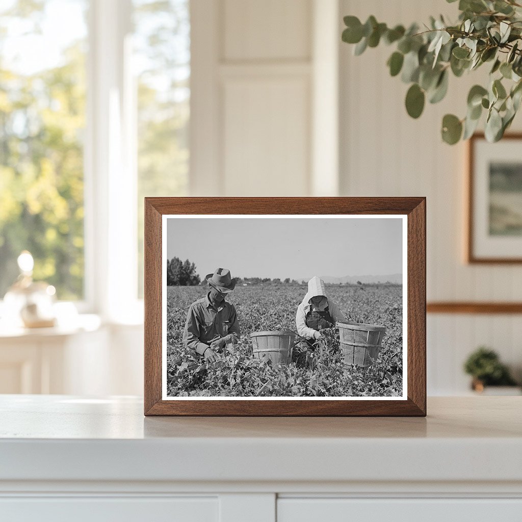 Agricultural Laborers Picking Peas Yuma County 1942