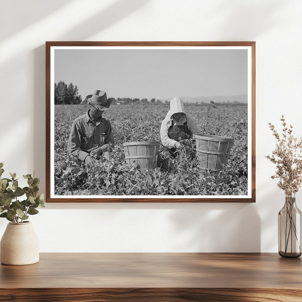 Agricultural Laborers Picking Peas Yuma County 1942