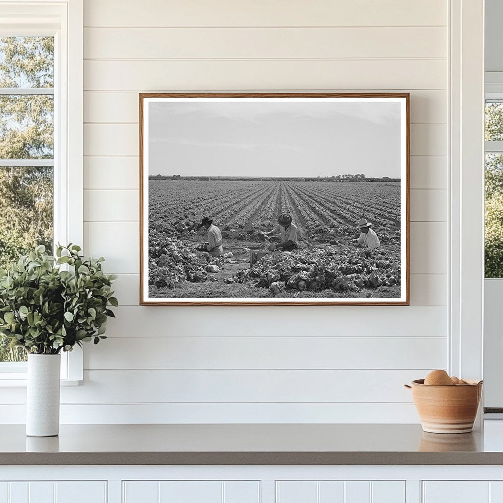Workers Sorting Lettuce in Yuma County Arizona 1942