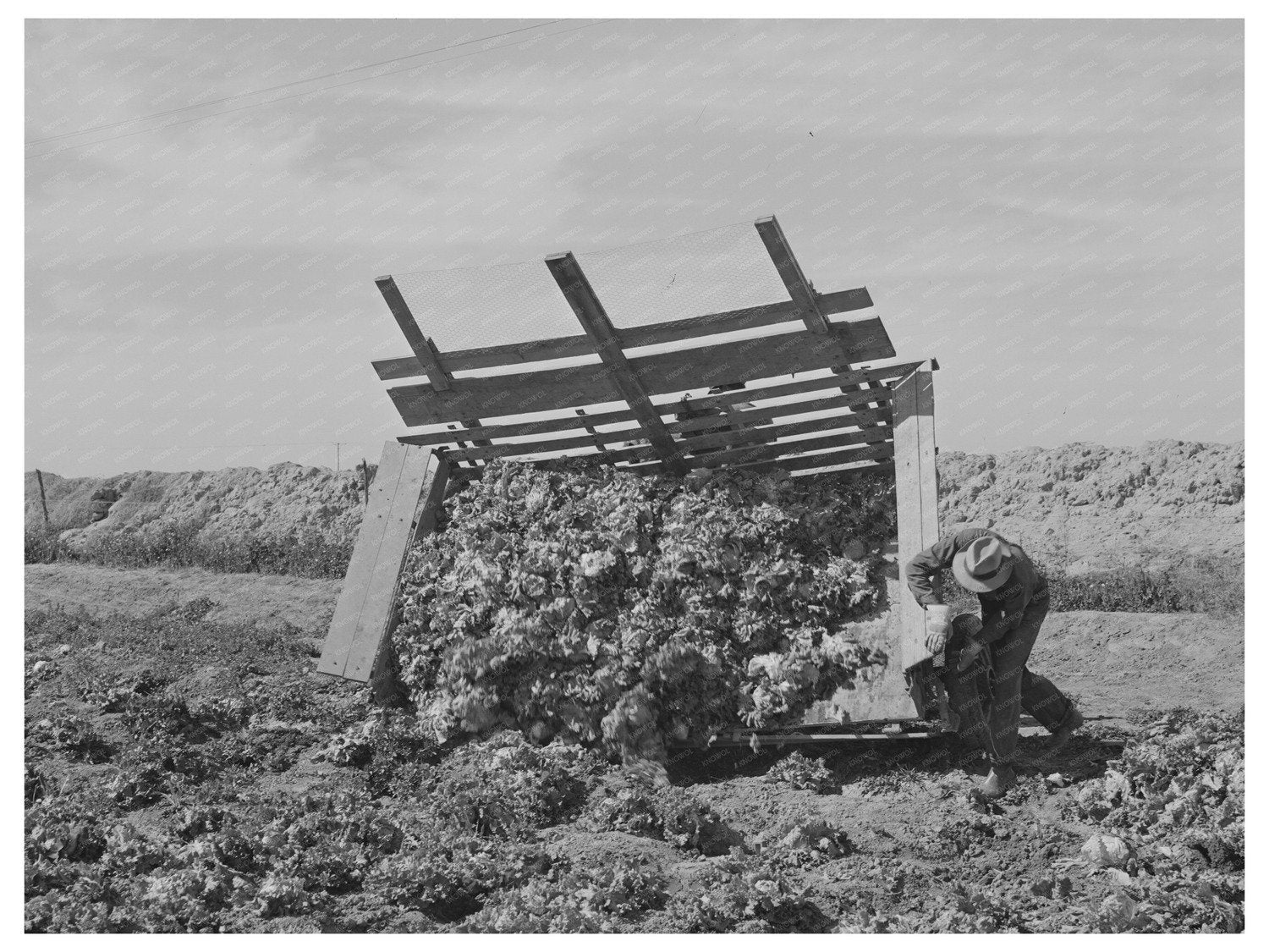 1942 Vintage Lettuce Gathering in Yuma County Arizona