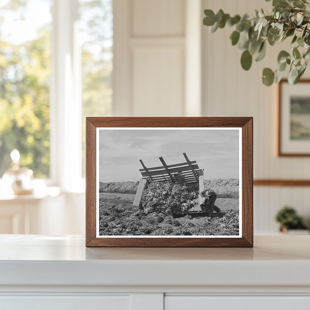 1942 Vintage Lettuce Gathering in Yuma County Arizona