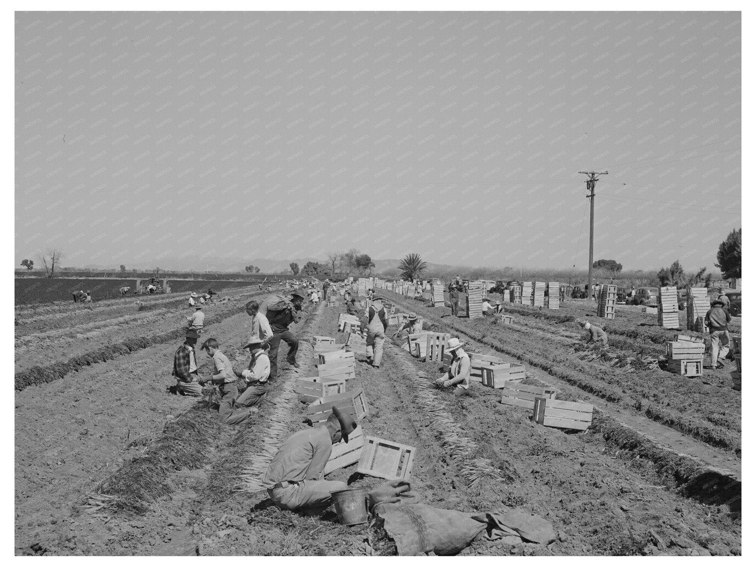 Carrot Grading and Bunching in Yuma County 1942