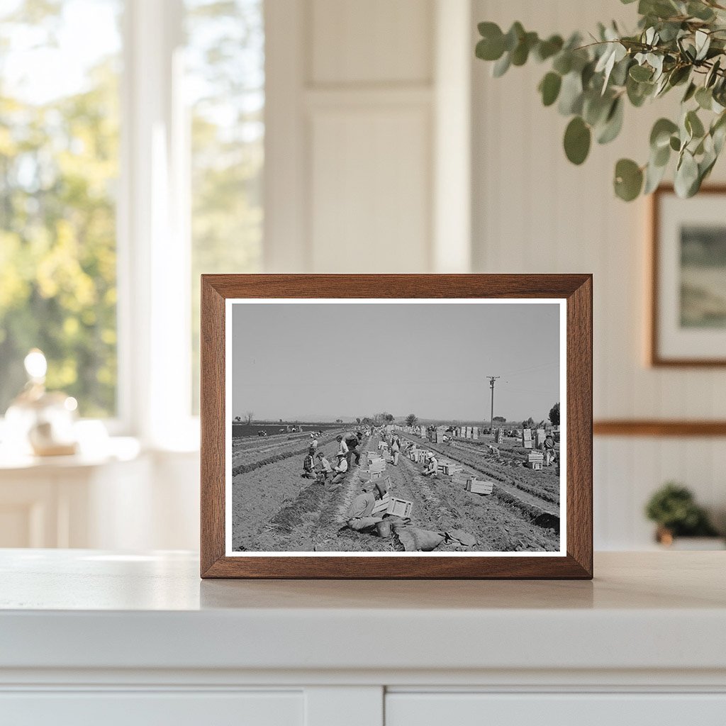 Carrot Grading and Bunching in Yuma County 1942