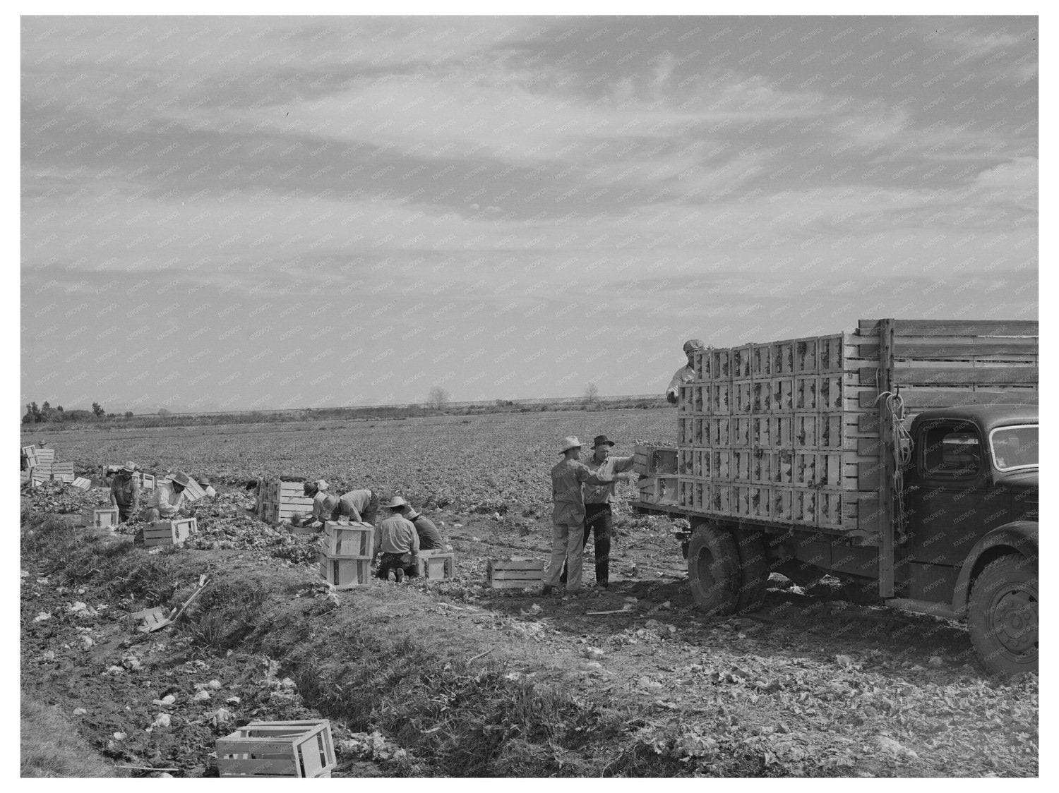 Lettuce Packing Crates Truck Yuma County Arizona 1942