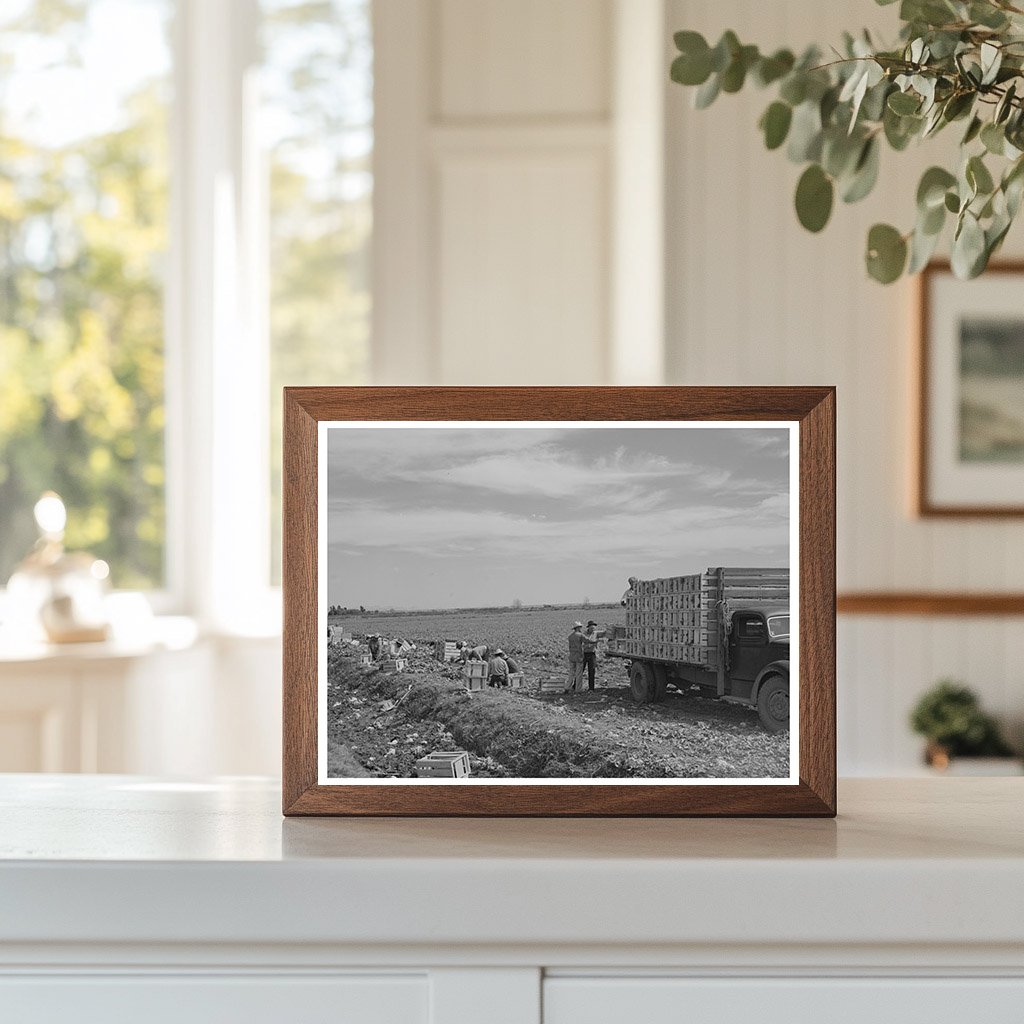 Lettuce Packing Crates Truck Yuma County Arizona 1942