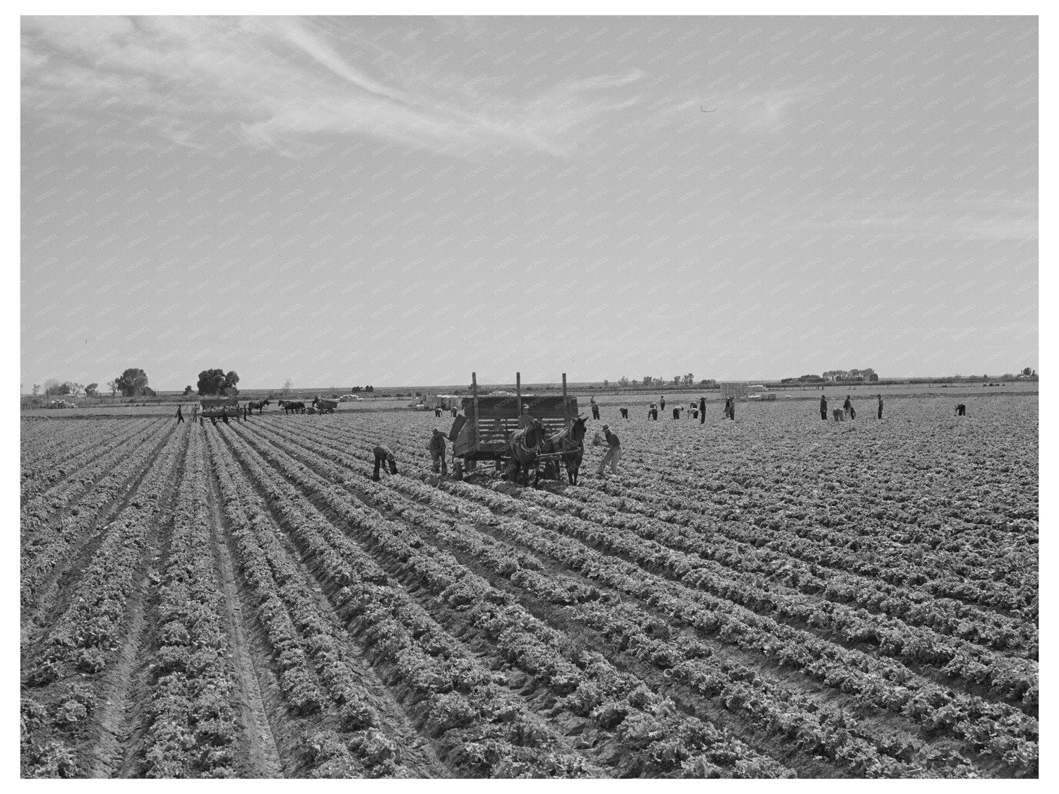 Lettuce Gathering in Yuma County Arizona March 1942