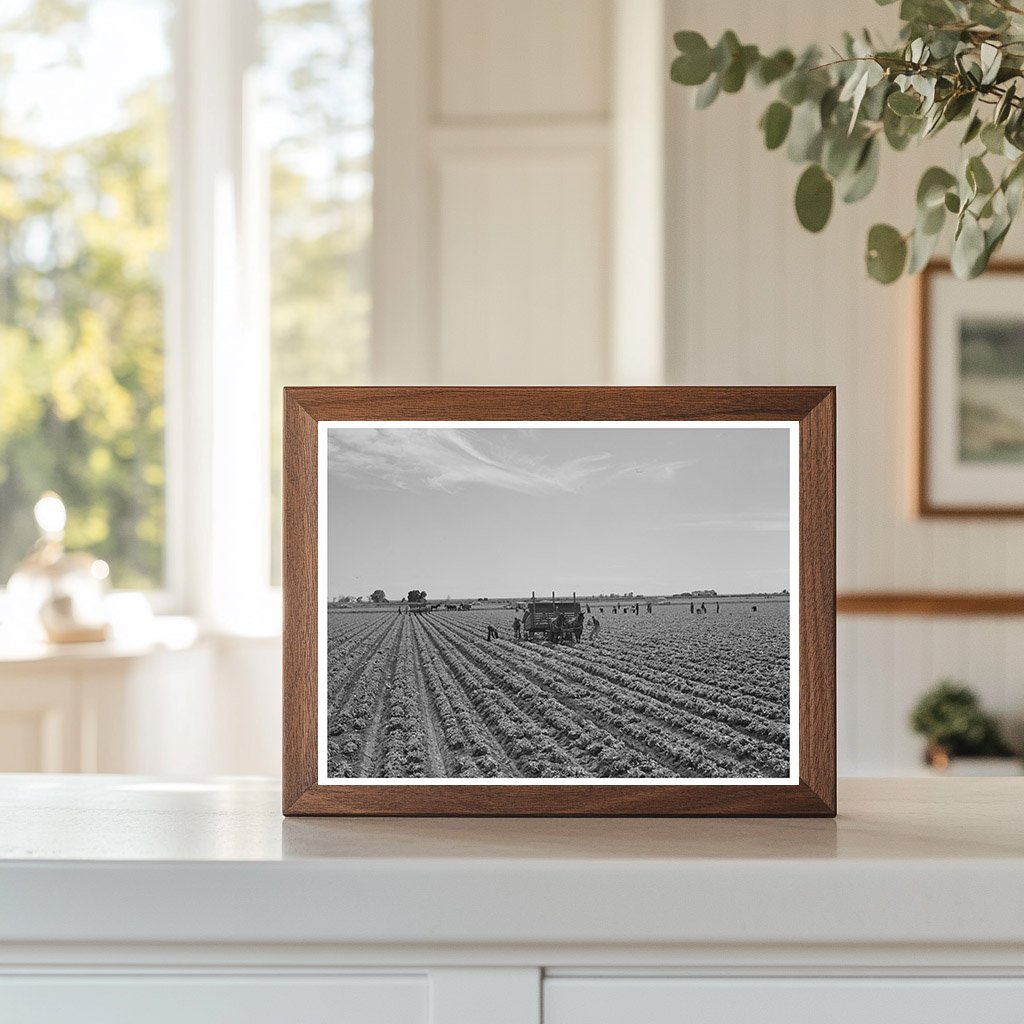 Lettuce Gathering in Yuma County Arizona March 1942